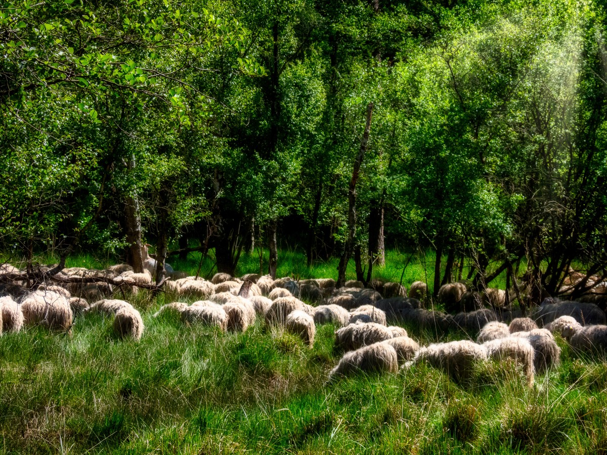 Schafherde | Foto: Jürgen Treiber / fundus-medien.de